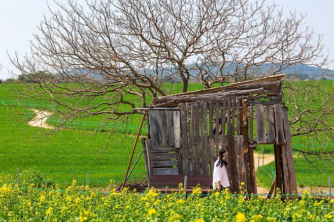 드라마 '폭싹 속았수다' 촬영지인 '학원농장'에선 청보리밭과 함께 유채꽃밭이 장관을 이룬다. 나무 움막은 드라마 '도깨비'의 배경으로 '열연' 했다. / 이건송 영상미디어 기자