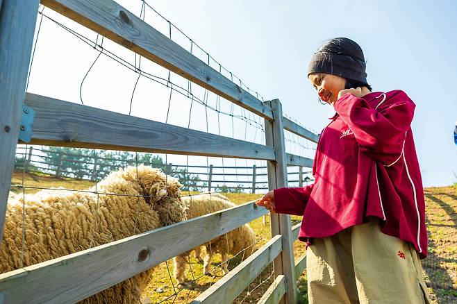 '목장길을 따라' 가면 양떼와 만난다. 도시에서 나고 자란 어린이들에게 양떼목장은 즐거운 놀이터다. / 이건송 영상미디어 기자