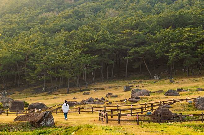 울창한 숲 아래 고인돌이 산재해 있는 고인돌유적지에선 원시적인 풍광과 만날 수 있다. / 이건송 영상미디어 기자
