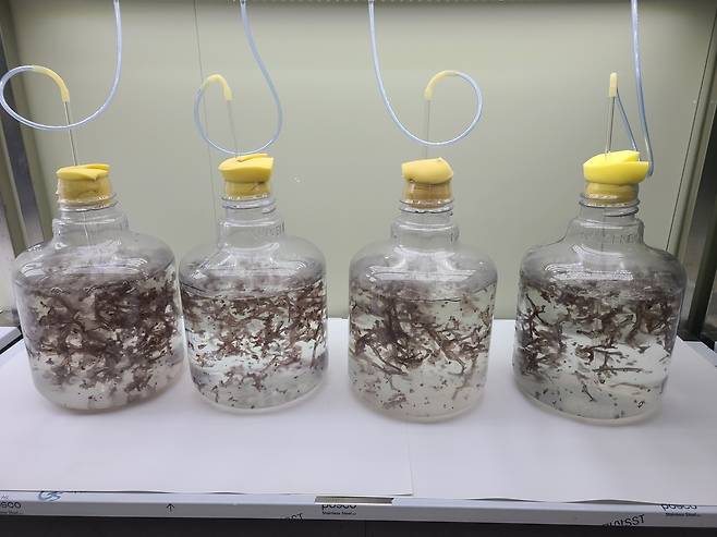 전남도해양수산과학원에서 배양하고 있는 참김 엽체. 전남도 제공