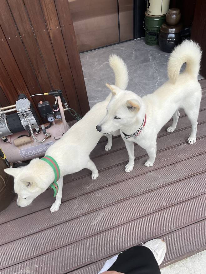 IMG_6258.jpeg 티눈이고 코딱지고 나발이고 ㅅㅂ거