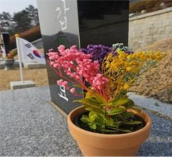 국립3‧15민주묘지에 1월 비치한 ‘프리저브드+사철나무’. 국가보훈부 제공