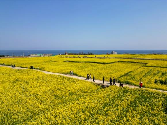 경북 포항시 호미곶 해맞이광장 일원 유채꽃 경관단지 전경. 포항시 제공