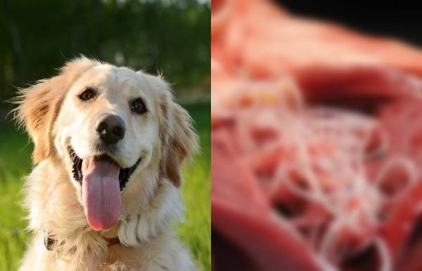 강아지는 모기에 물리면 심장사상충에 감염될 위험이 있어 주기적으로 예방약을 투약해야 한다. 우측 사진의 흰색 실 같은 것이 심장사상충이다./사진=클립아트코리아, 조에티스(Zoetis)