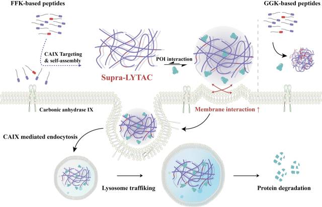 암 특이적 효소를 표적하는 나노 복합체의 체내 형성 과정과 면역 방어막 단백질 분해 메커니즘. 연구그림=유니스트