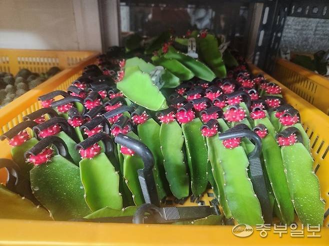 삼각주 선인장과 비모란 선인장을 인위적으로 고정시켜 접목이 되고 있는 모습. 이보현 기자