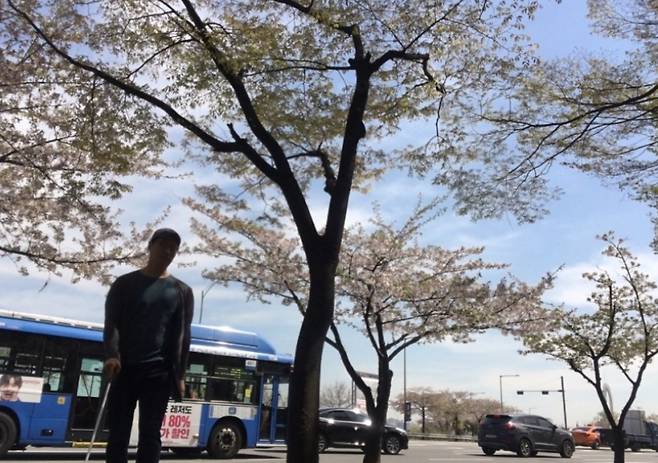 흰 지팡이를 짚고 눈을 감고 벚꽃을 보러 갔었다. 누구에게나 그리 봄을 누릴 권리가 있어야 한다. 누구에게나./사진=남형도 기자 셀카