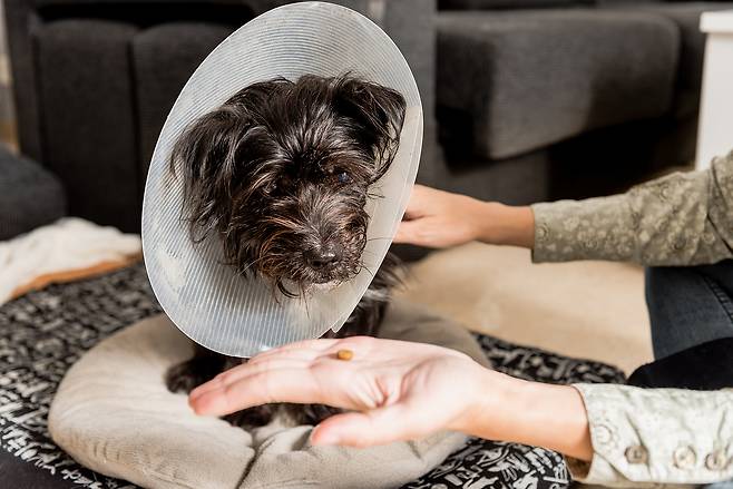 영양제를 먹이는 보호자와 강아지(사진 이미지투데이) ⓒ 뉴스1