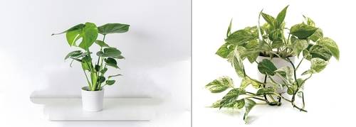 (왼쪽부터)몬스테라, 스킨답서스(사진 게티이미지뱅크)