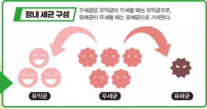 장내 세균 구성. 어린이과학동아 제공