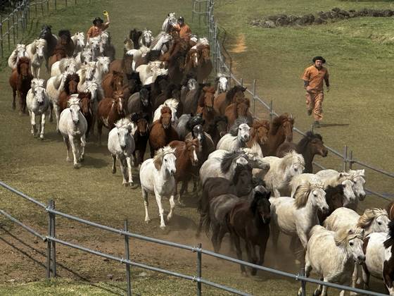 이달 19일 오후 제주도 한라산 중턱의 제주마방목지에서 제주마 100여 마리가 한꺼번에 달리고 있다. 최충일 기자