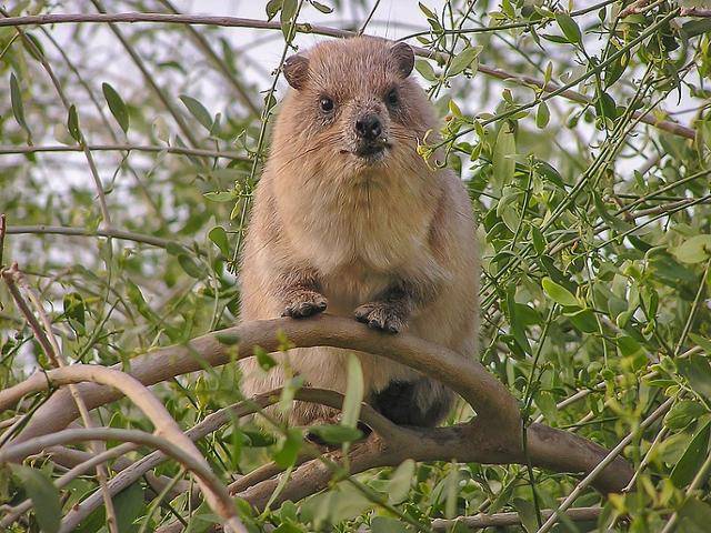 바위너구리는 국내의 동물원 수의사들도 진단 경험이 적어 질병 정보가 정확하게 전해지지 않은 상태이지만 수입 가능한 백색목록에 포함됐다. 위키미디어 코먼스