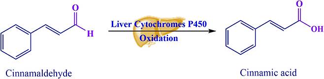 신남알데하이드는 체내에서 신남산으로 빠르게 산화된다. /미국 미시시피대학교 연구팀 제공