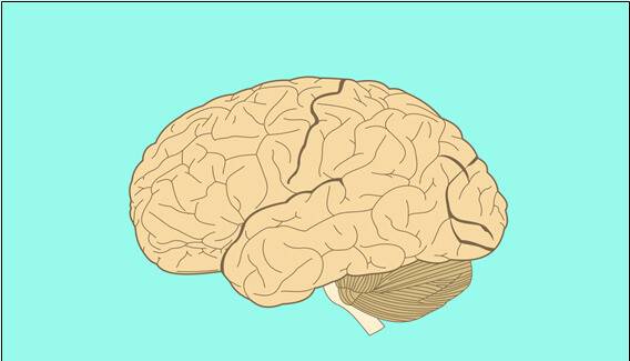 매우 긴장하거나 피로할 때 아무 생각이나 말조차 떠오르지 않는 마음의 공백 상태에 이를 수 있으며, 이런 마음 공백(mind blanking)은 실재하는 고유한 마음 상태로 의미 있게 연구되어야 한다는 과학자들의 제안이 나왔다. 인간 뇌의 구조를 그린 그림. 위키미디어 코먼스