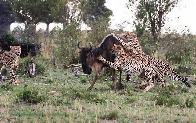 가족으로 보이는 치타 여러마리가 한꺼번에 누우를 쓰러뜨리고 있다./sunsafaris.com