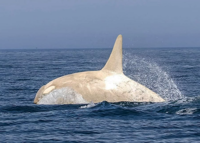 출처=인스타그램(shiretoko_orca_photo_album)