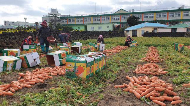 제주 제주시 구좌읍 당근밭에서 농민들이 당근을 수확하고 있다. 김영헌 기자