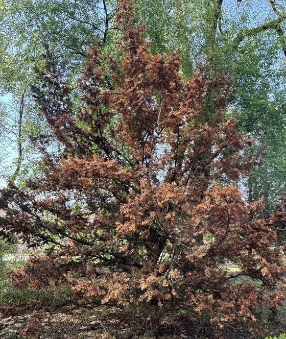광릉숲 국립수목원에서 주목이 고사해 잎이 갈색으로 변하는 피해를 입었다. 국립수목원 제공