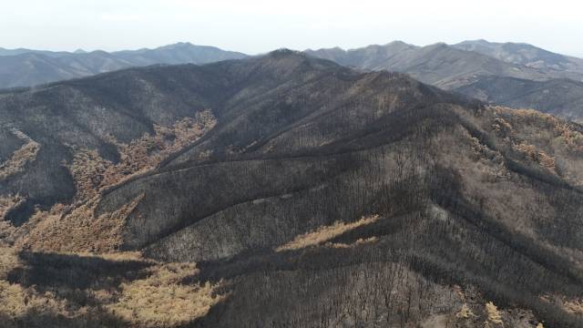 ▲지난 3월 의성산불 피해 현장인 의성군 점곡면 동변리 일대 야산. ⓒ정정환(지리산사람들)