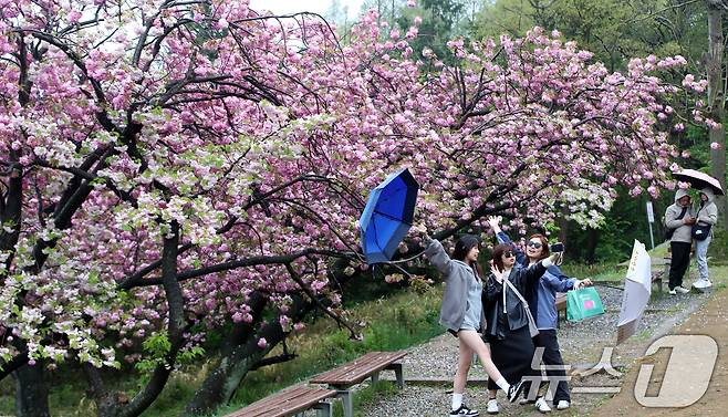 지구의 날인 22일 오후 봄비가 내리는 부산 중구 민주공원에서 우산을 쓴 외국인 관광객들이 활짝 핀 겹벚꽃을 감상하며 사진을 찍고 있다. 2025.4.22/뉴스1 ⓒ News1 윤일지 기자