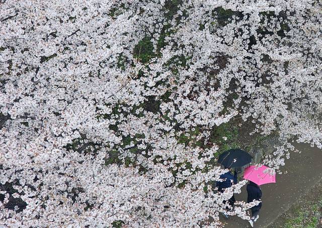 ▲ 춘천시 공지천 벚꽃길에서 우산을 쓴 시민들이 발걸음을 옮기고 있다. 연합뉴스