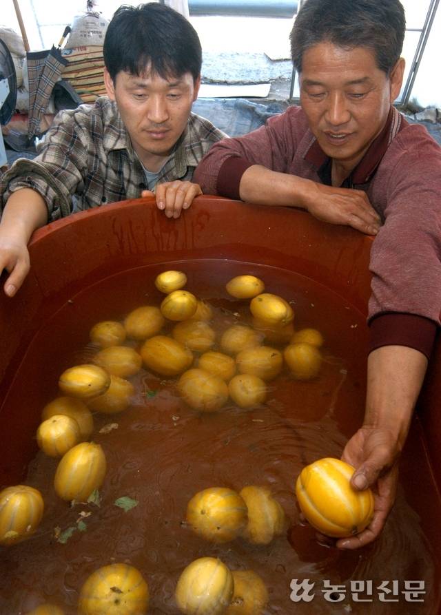 배홍수씨가 물참외를 들어올리고 있다. 농민신문DB