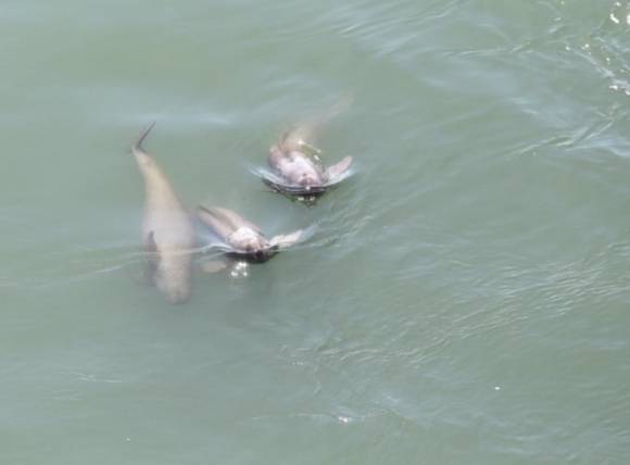 작년 1월부터 올해 4월까지 한려해상국립공원 근처 바다에서 포착된 만삭의 상괭이 갸족. 2025.5.1 국립공원공단 제공