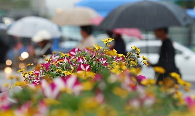 전국에 비가 내린 1일 서울 종로구 세종로사거리에 심어진 화단 뒤로 우산을 쓴 시민이 길을 지나고 있다. 연합뉴스