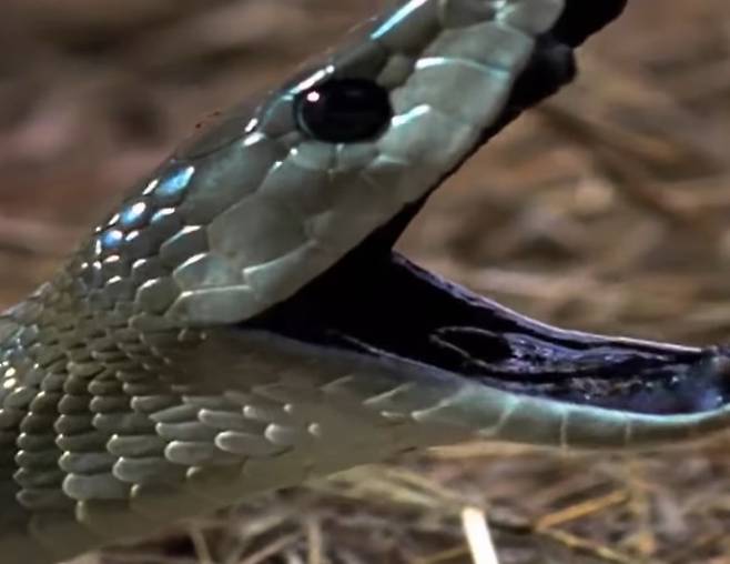 **기사과 직접적인 연관없음. 짐바브웨의 17세 여학생이 수업 중 블랙 맘바에게 물려 사망했다. 블랙 맘바는 특유의 검은 입안 색으로 인해 붙은 이름이다. /사진=뉴시스