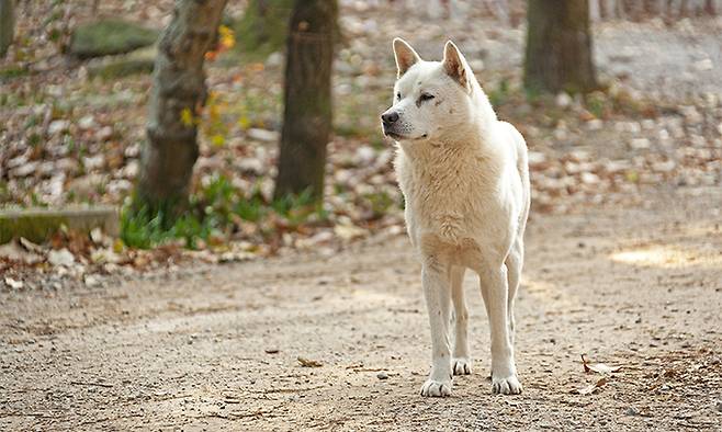 기사 이해를 돕기 위한 자료 사진. 진돗개. 게티이미지뱅크 제공