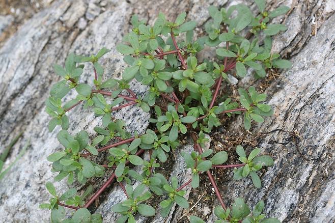 쇠비름. 자료 = 국립생물자연관