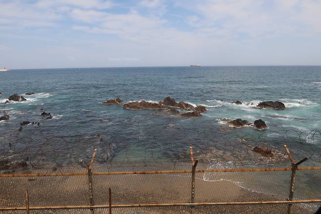 지누아리가 잘 자라는 강릉시 안인해변./김준