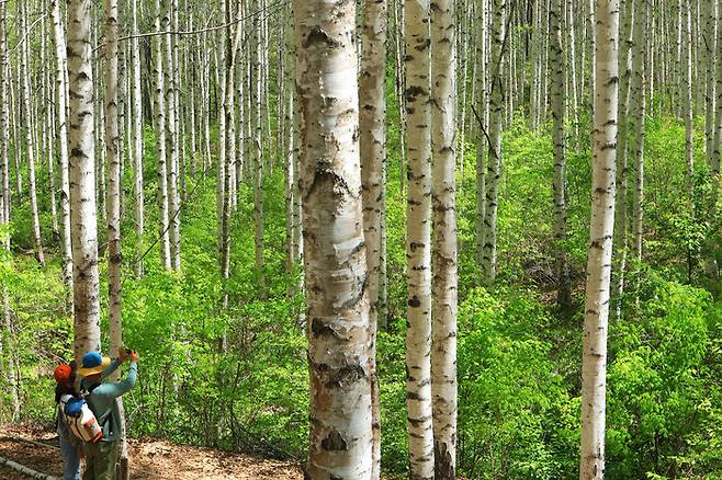 황금연휴 마지막 날인 6일 강원 인제군 남면 원대리 자작나무숲을 찾은 탐방객이 초록 옷을 갈아입은 숲에서 봄 정취를 만끽하고 있다. 연합뉴스
