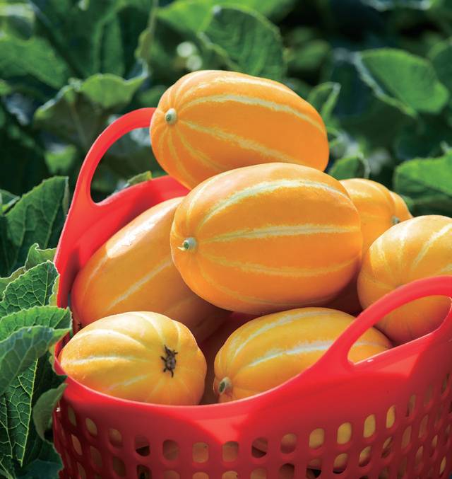 과채류에 빈번하게 발생하는 흰가룻병에 강하고 수량성이 뛰어난 ‘은하수꿀’ 품종.