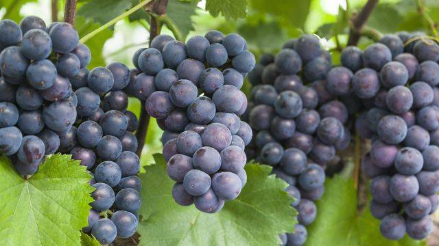 포도 껍질은 당뇨 예방에 도움될 수 있다|출처: 클립아트코리아