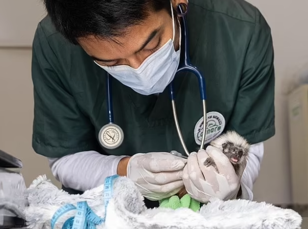 구조된 아기 원숭이. 사진=데일리메일.png