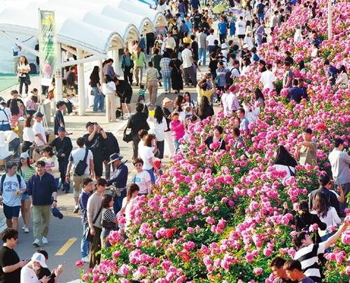 지난해 300만 명 이상 방문한 중랑 서울장미축제는 올해도 장미터널을 중심으로 장미 228종 31만 주를 만나볼 수 있고 다채로운 공연과 체험, 전시도 즐길 수 있다. 중랑구 제공