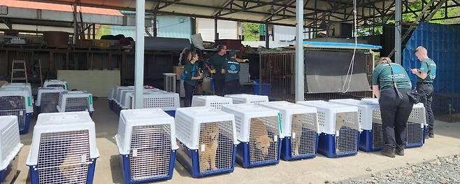 불법 도축 위기에서 구조돼 8일 미국 입양 길에 오른 개. 청주시 제공