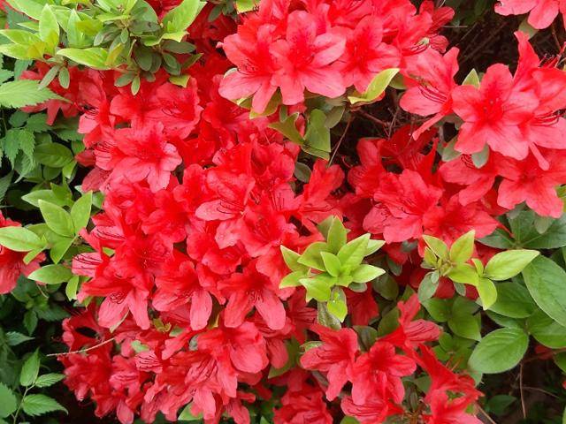 영산홍. 국립고궁박물관 제공