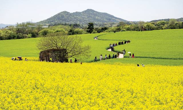 푸른 청보리와 노란 유채꽃이 어우러진 학원농장.