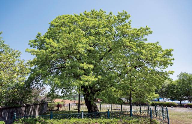 하얀 꽃을 피울 준비하고 있는 중산리 이팝나무.