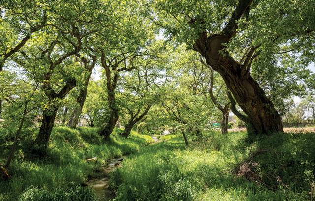 하고리 천변 양옆으로 도열해 있는 왕버들나무숲.