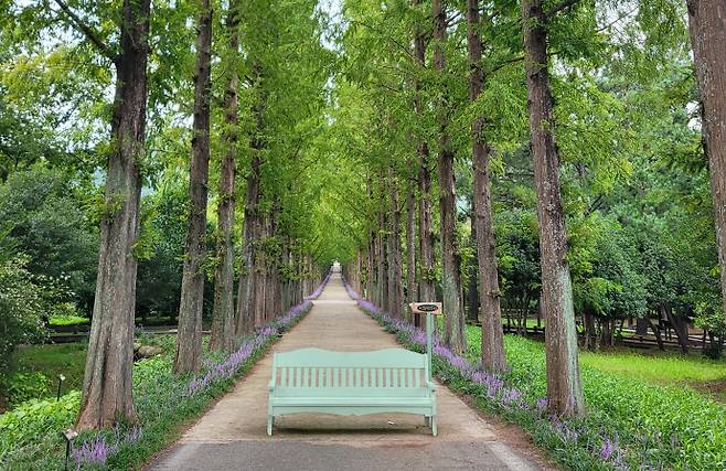 메타세쿼이아 길.