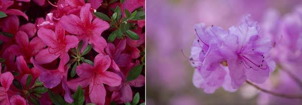 왼쪽이 영산홍, 오른쪽이 진달래./클립아트코리아