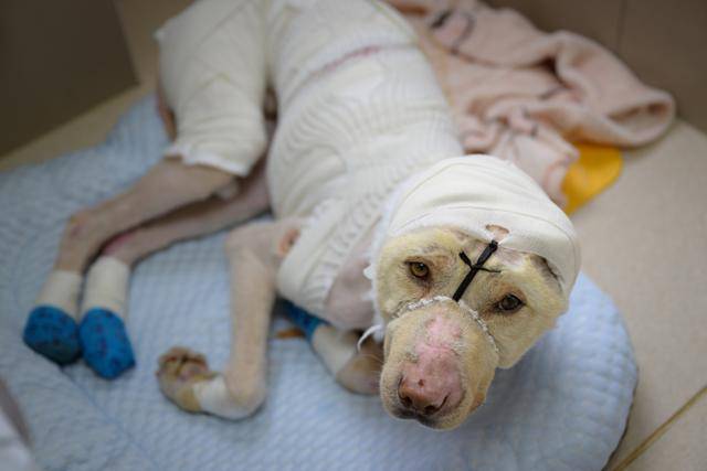 지난 2일 서울 강남구 VIP동물의료센터에서 대풍이가 화상 치료를 마친 뒤 입원실에 누워 있다. 하상윤 기자