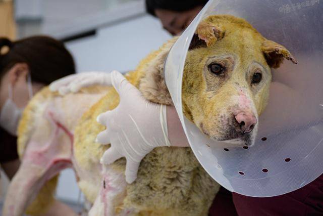 지난 1일 경북 포항시 이음동물의료센터에서 철수가 화상치료를 받고 있다. 치료를 맡은 손수진 원장은 "화상이 매우 깊고 초창기엔 피를 많이 토해서 우리 곁을 영영 떠날 수도 있다고 생각했으나, 다행히 상태가 호전되고 있다"라고 설명했다.