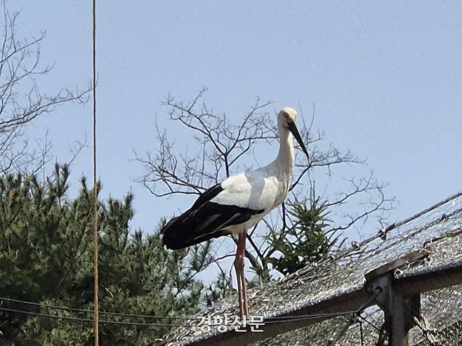 동물원에 나타난 황새.