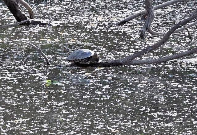 5월을 맞은 여의도 샛강 생태공원에는 푸른 녹음과 하얀 꽃가루, 아직 싹을 틔우지 못한 갈대, 마른 나뭇가지 위에서 몸을 말리는 거북이까지…. 이질적이면서도 묘한 것들의 조화가 ‘낯선 아름다움’을 만들어 내고 있다. 왕태석 선임기자