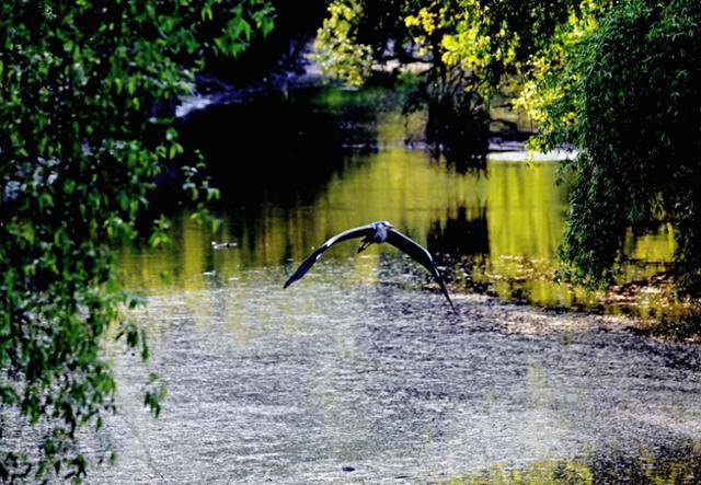 한 마리 새가 샛강 생태공원 숲길을 벗어나 창공을 향해 날아오르고 있다.