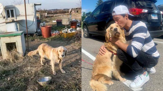 줄리엣은 2020년 충남 홍성군의 한 개농장 한편에서 쇠사슬에 묶여 있다 구조(왼쪽 사진)돼 다니엘 헤니에게 입양됐다. 헤니가 2020년 8월 18일 줄리엣을 입양한 당일 촬영한 모습. 휴메인 월드 포 애니멀즈 제공